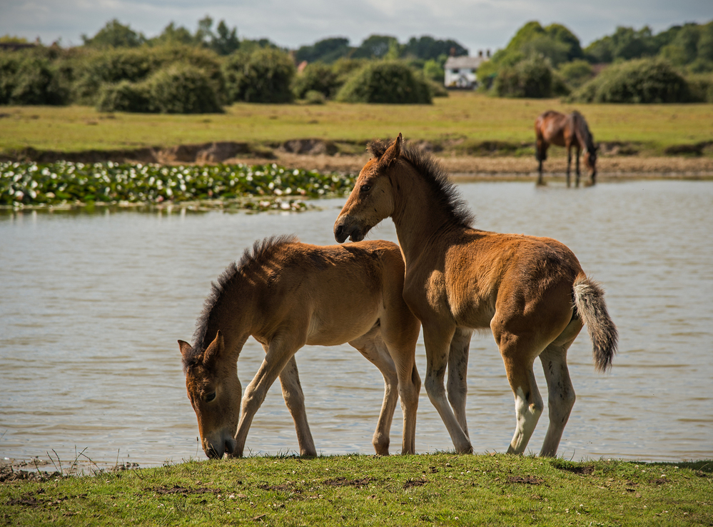 Summer Pony Foals,  Janesmoor Pond 1